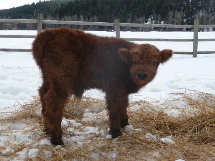 raising bull calves